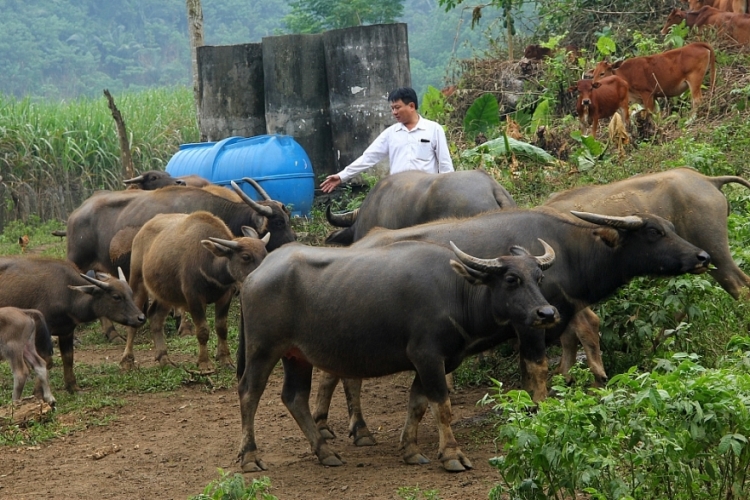 Ngăn chặn vận chuyển, buôn bán trâu, bò trái phép qua biên giới